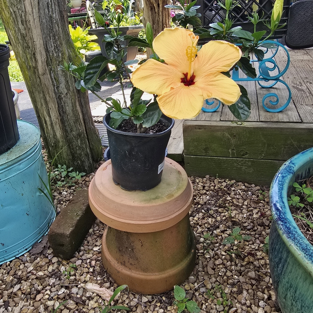 Yellow Metal Flower Garden Sculpture